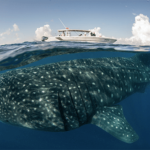 cancun-whale-shark-tour2