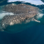 cancun-whale-shark-tour7