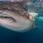 cancun-whale-shark-tour9