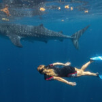 Cancun whale shark snorkel tour