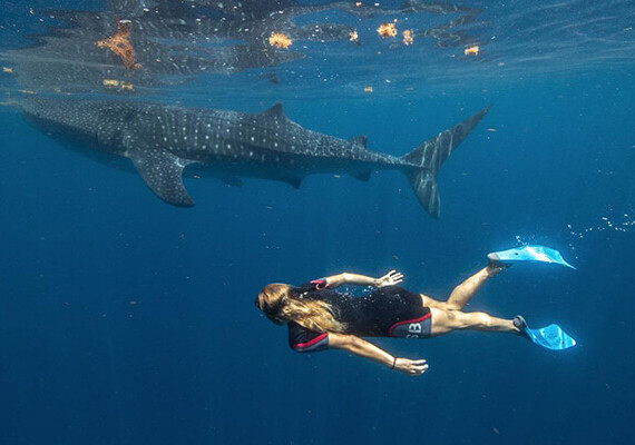 Cancun whale shark snorkel tour