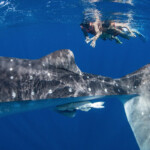 whale-shark-cancun6