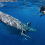 whale-shark-cancun7